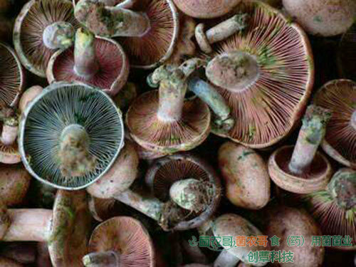 人工種植松乳菇 人工種植松乳菇